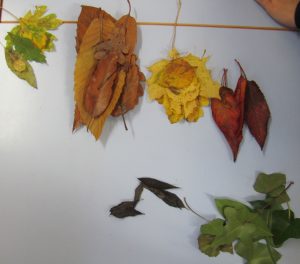 tri-feuilles-par-couleur