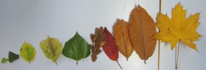 tri-feuilles-par-ordre-croissant