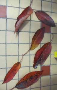 tri-feuilles-rouges
